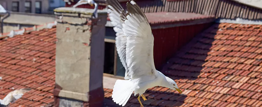 Residential Chimney Animal Removal Solution in Midway, FL