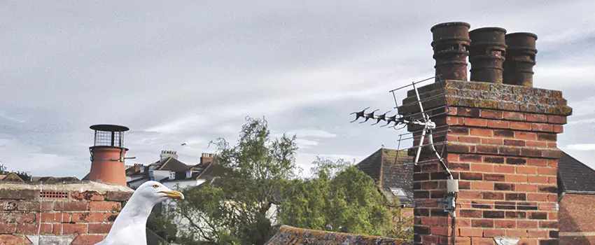Chimney Cleaning And Restoration in Midway, Florida